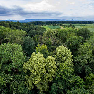 aerial photograph of flowering lime trees (Tilia spec.) in the forest