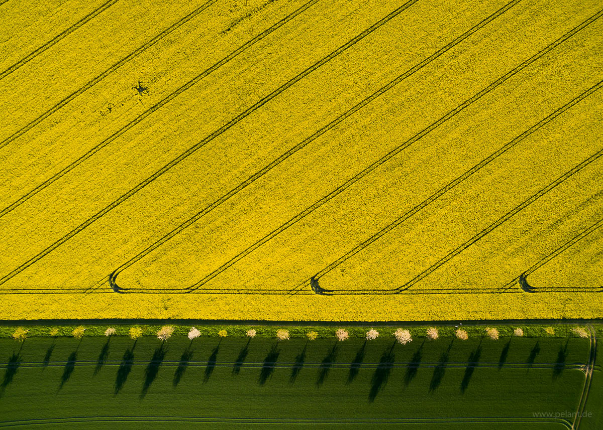 aerial photograph of a flowering rapeseed field