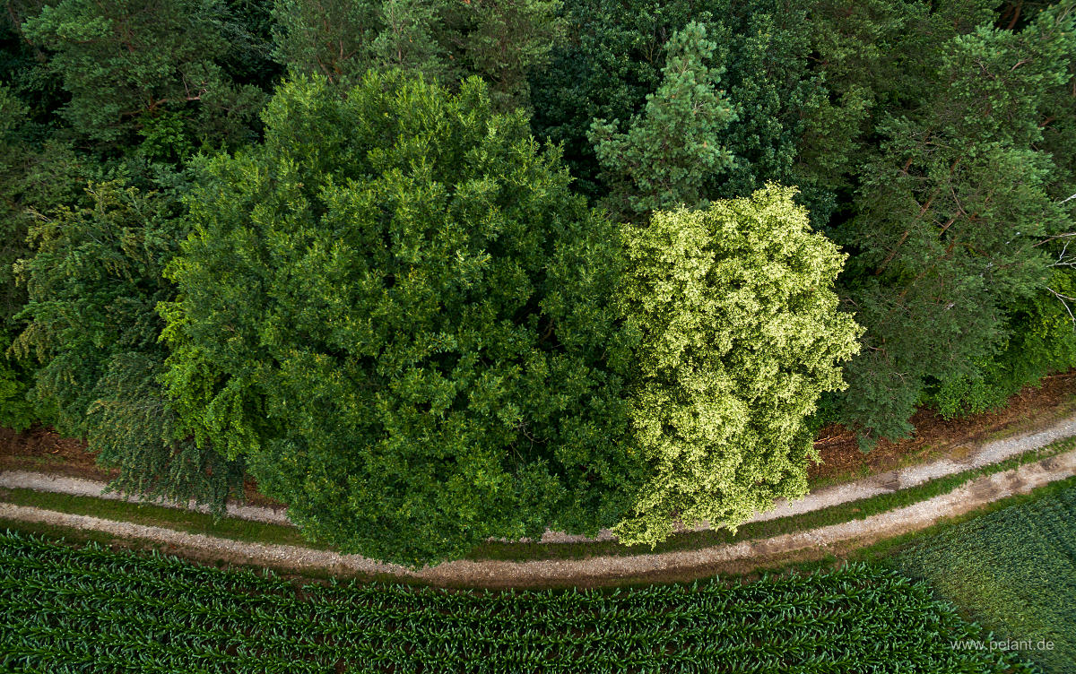 aerial photograph of a flowering lime tree (Tilia) next to an oak at the forest edge