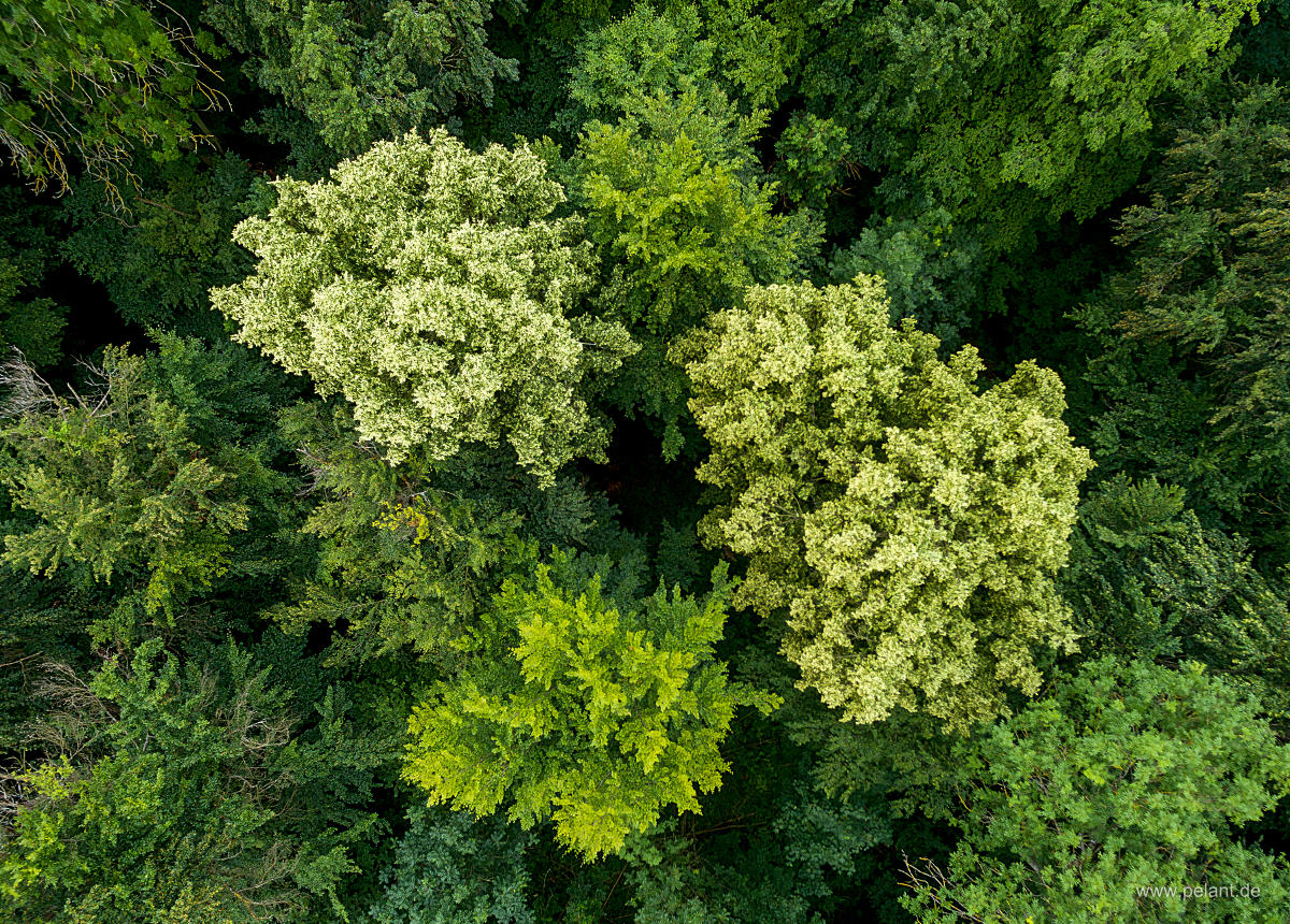 aerial photo of two flowering lime (Tilia spec.) trees in the forest, view of the treetops