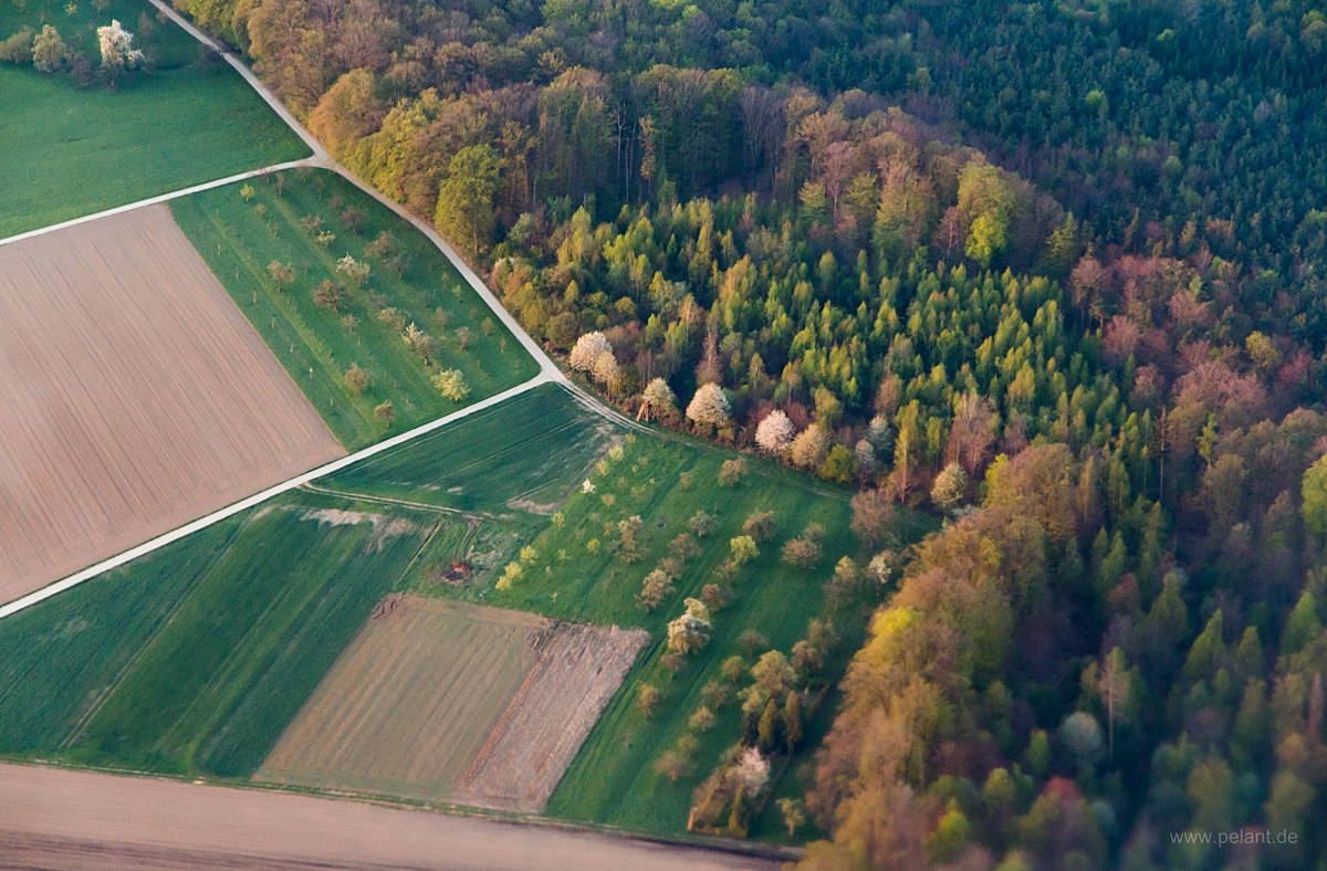 aerial view of flowering fruit trees at the edge of the forest in spring