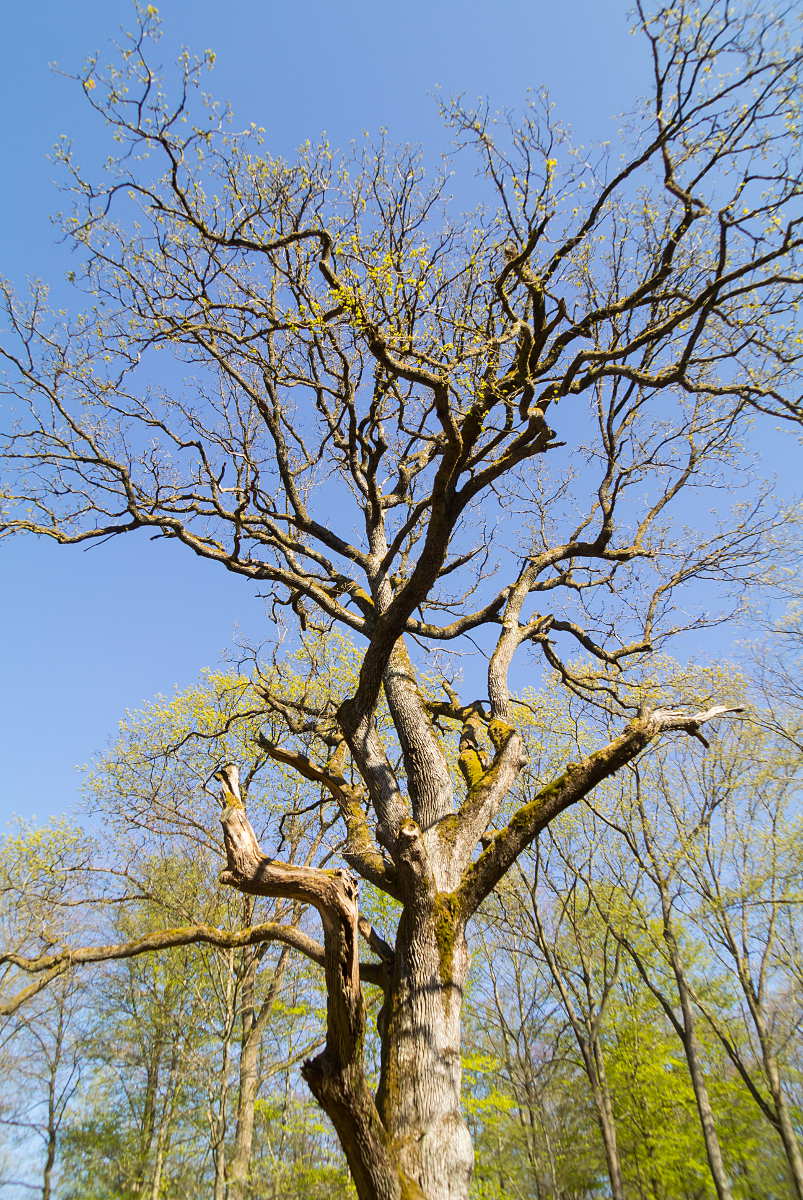 Old oak tree in Schnbuch forest in spring