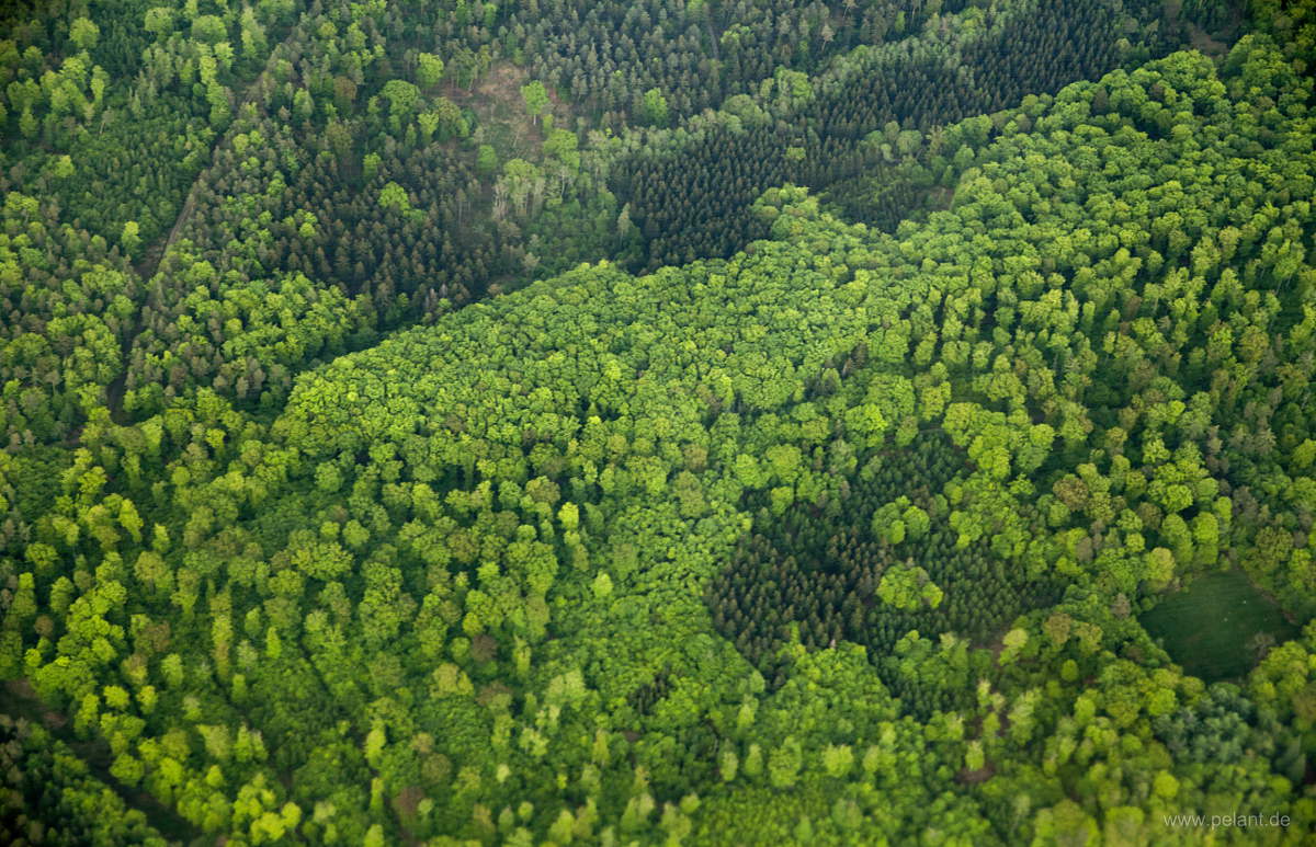 Aerial view of freshly green forest in spring
