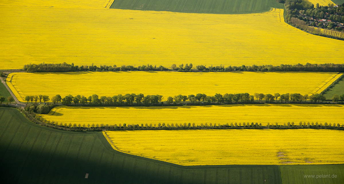 Aerial view of yellow rapeseed fields
