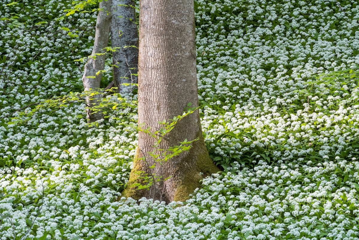 Brlauchblte (Allium ursinum) im Schnbuch