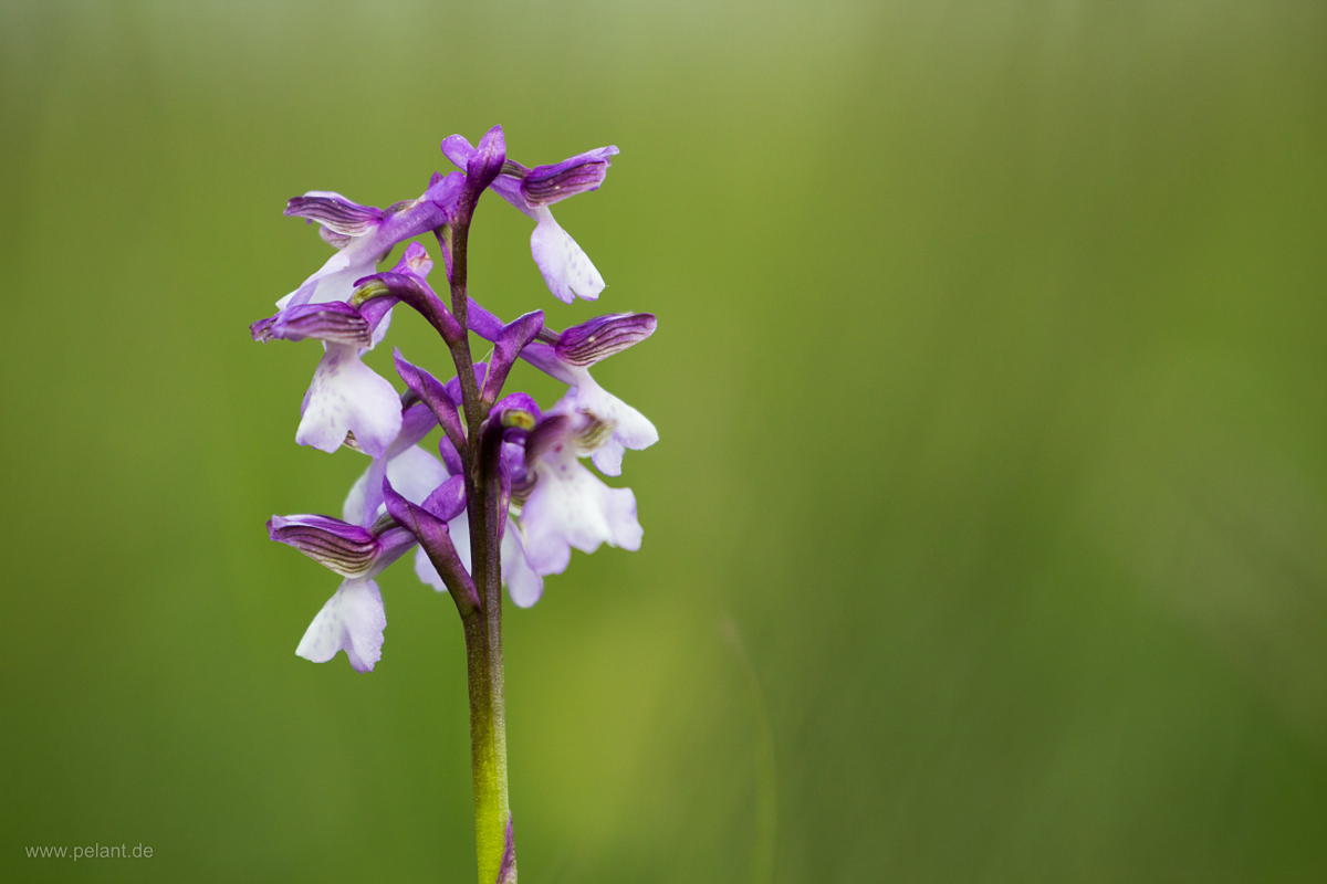 Orchis morio (green-winged orchid)