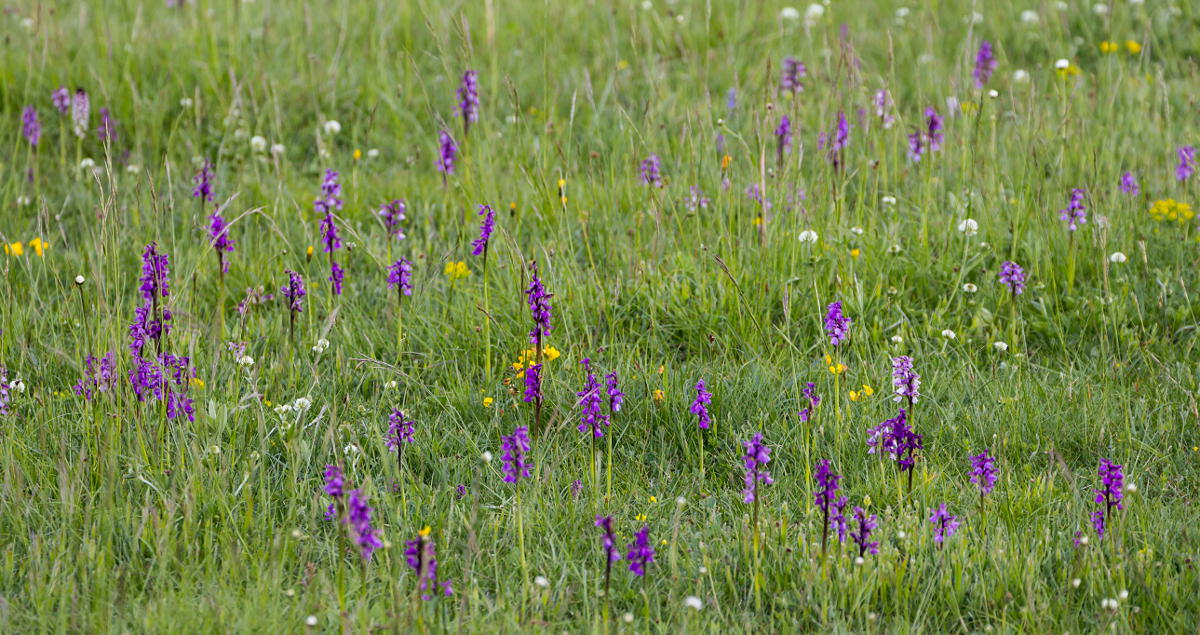 meadow with orchids (Orchis morio)