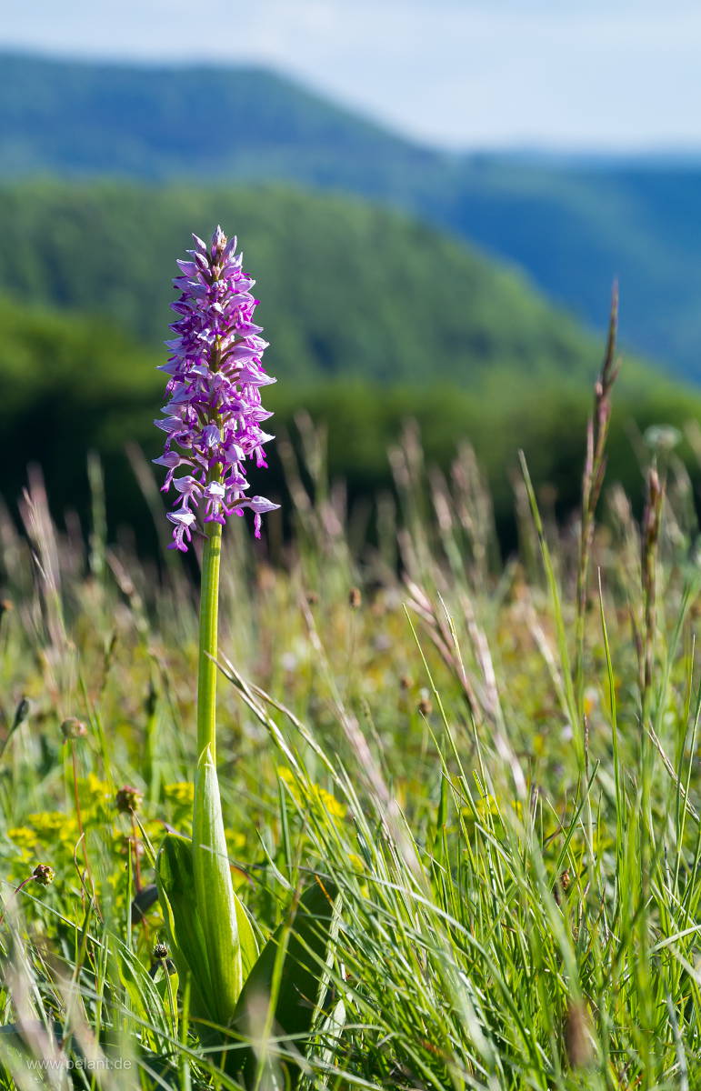 Orchis militaris (military orchid)