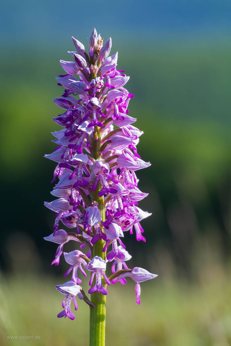 Orchis militaris (military orchid) Detail