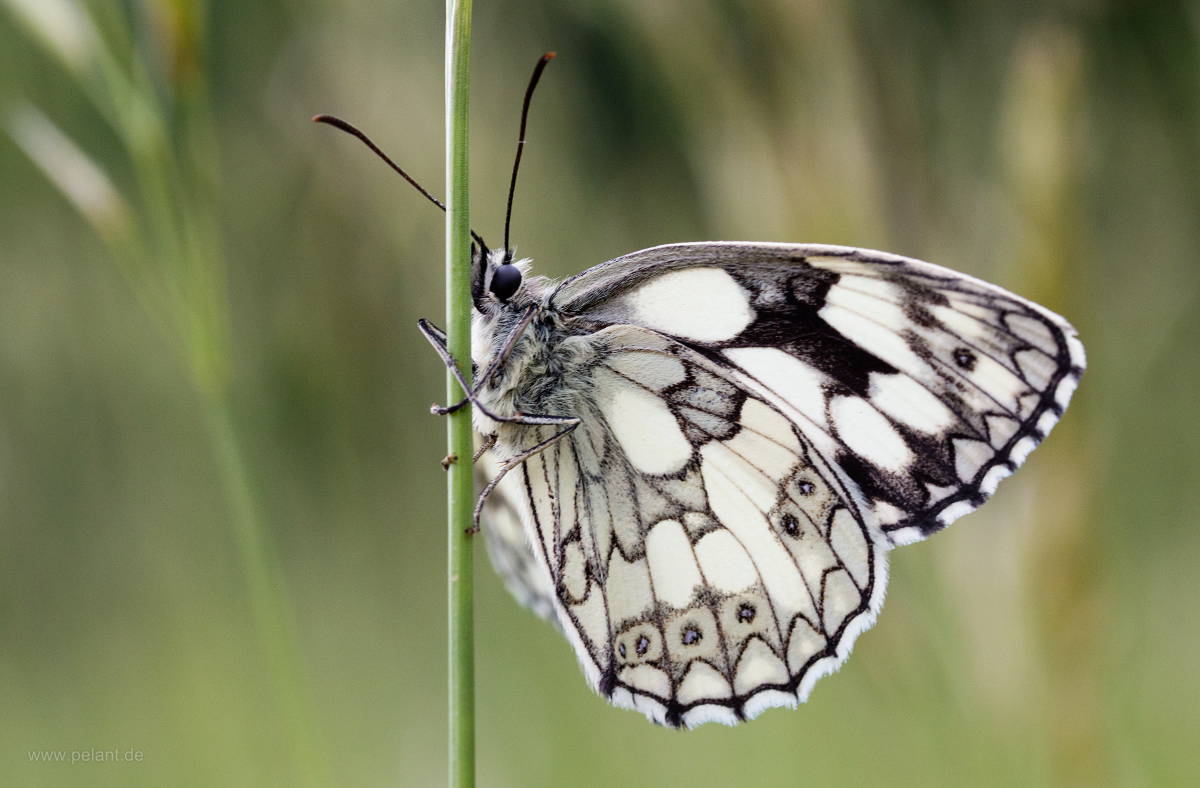 Melanargia galathea (marbled white) butterfly