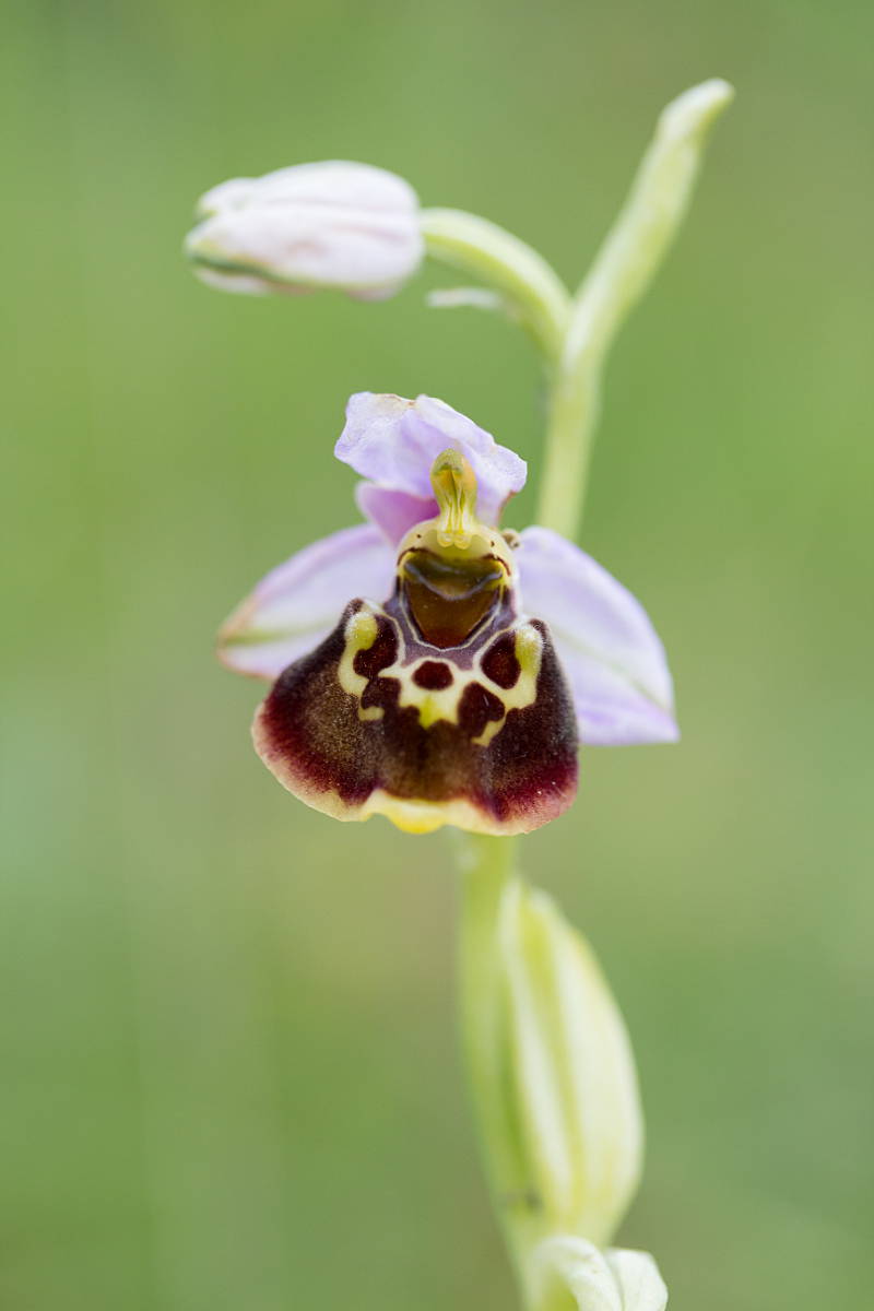 Ophrys holoserica (late spider-orchid)