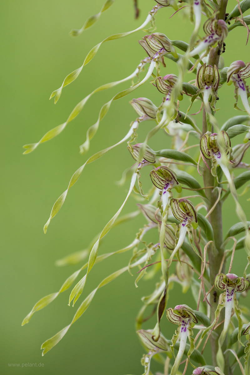 Bocks-Riemenzunge (Himantoglossum hircinum) Nahaufnahme