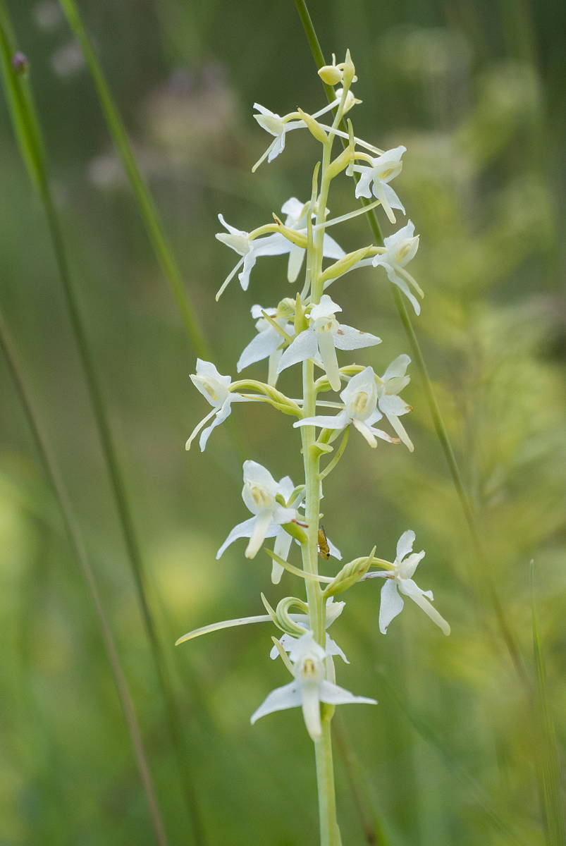 Platanthera bifolia (lesser butterfly-orchid)