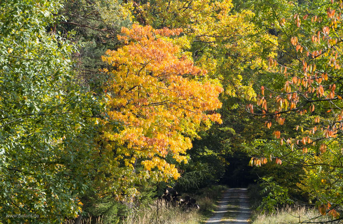 colourful autumn foliage in Schnbuch forest
