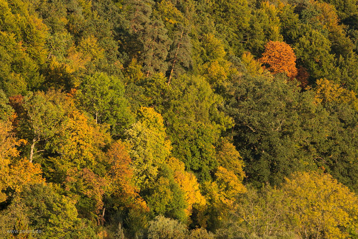 Herbstwald im Schnbuch bei Bebenhausen