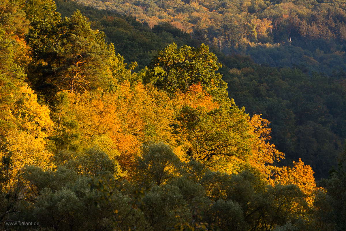 Herbstwald im Goldersbachtal im Abendlicht