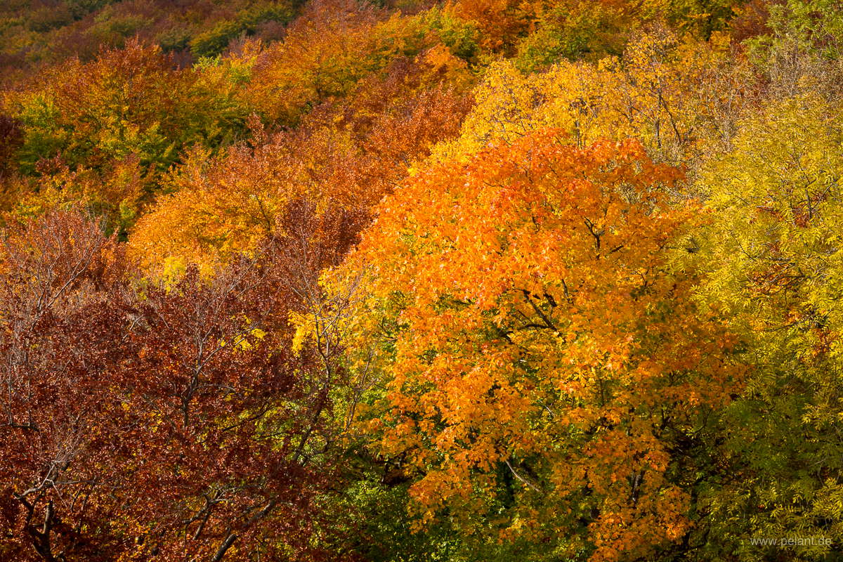 Blick vom Wiesfels bei Glems ber den Herbstwald am Albtrauf