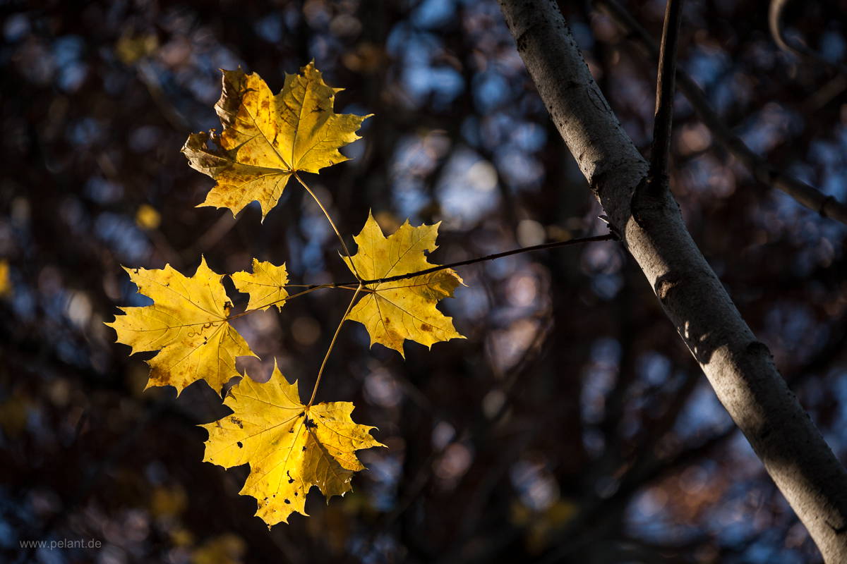 Herbstlaub Spitzahorn (Acer platanoides)
