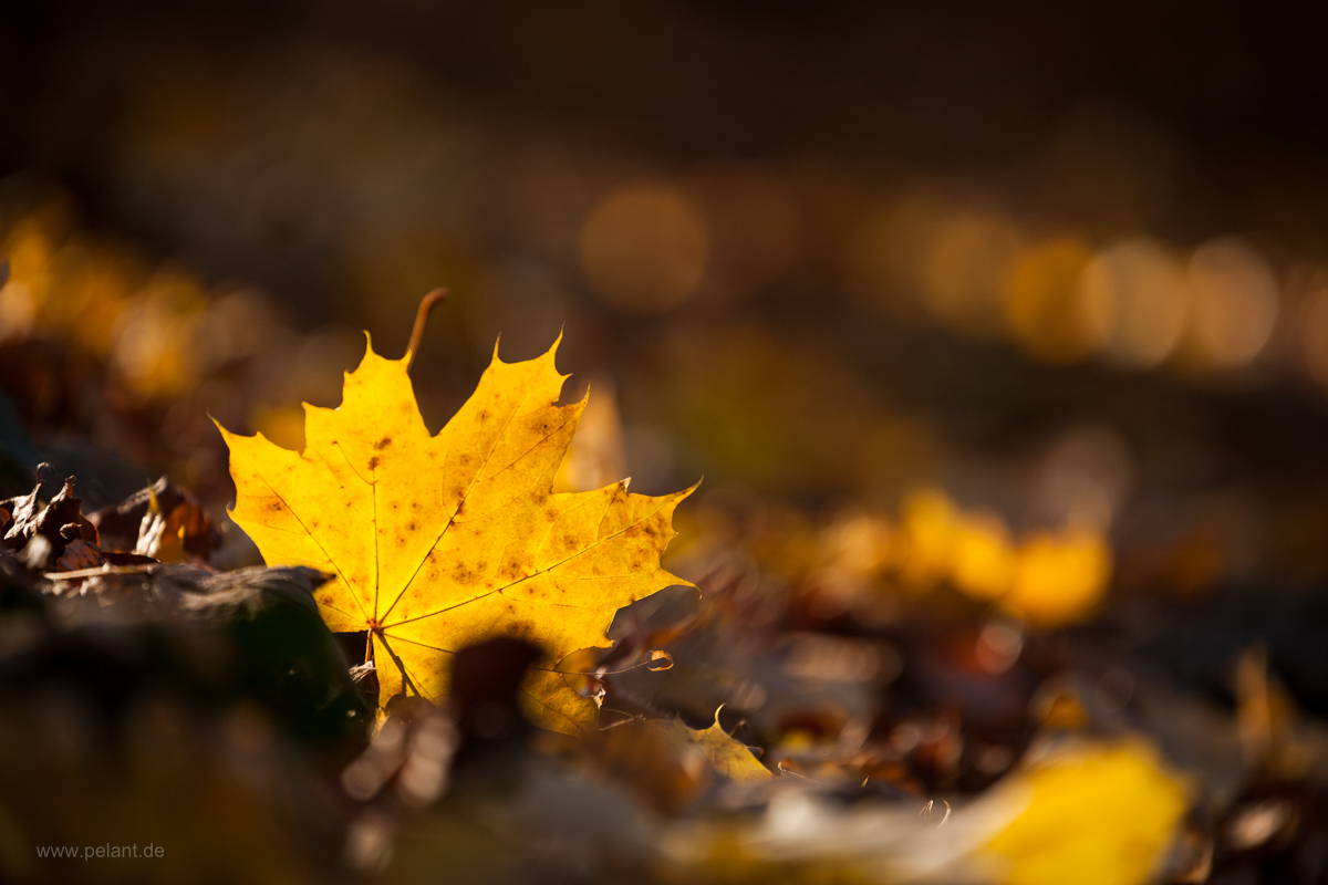 Gelb verfrbtes Spitzahornblatt im Herbst