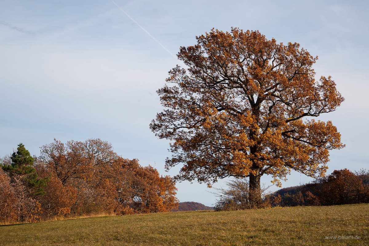 oak tree in autumn