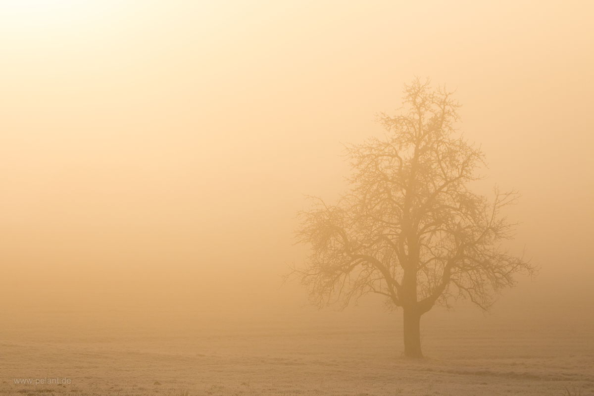 tree in the morning fog