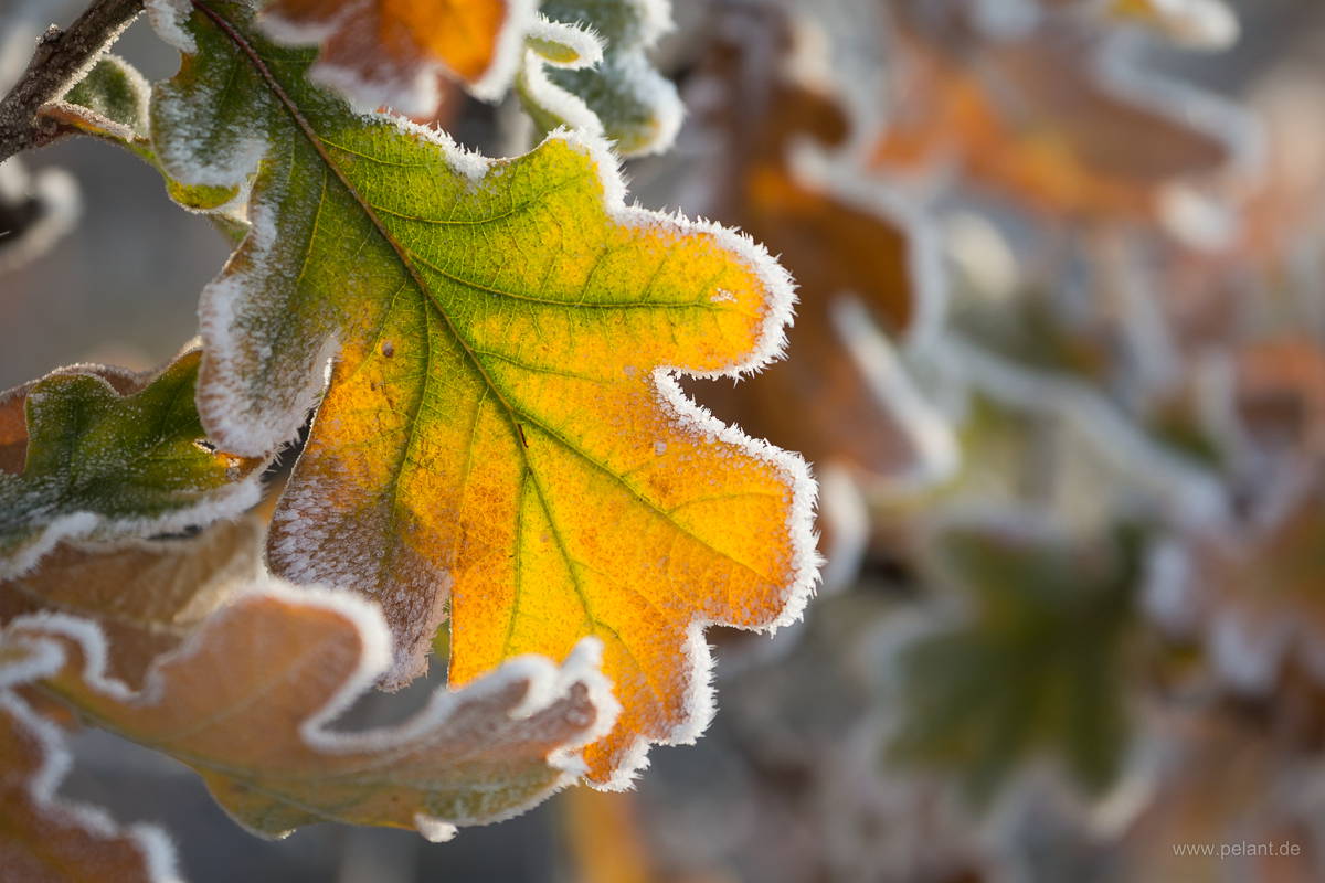frozen oak leaf