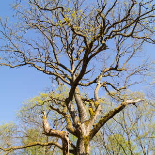 Old oak tree in Schnbuch forest in spring