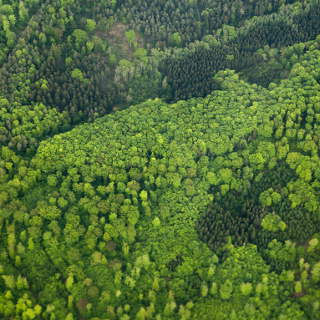 Aerial view of freshly green forest in spring