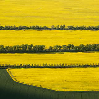 Aerial view of yellow rapeseed fields