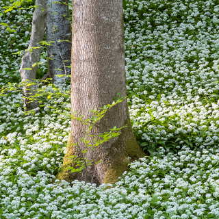 Brlauchblte (Allium ursinum) im Schnbuch