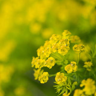 <i>Euphorbia cyparissias</i> (cypress spurge)