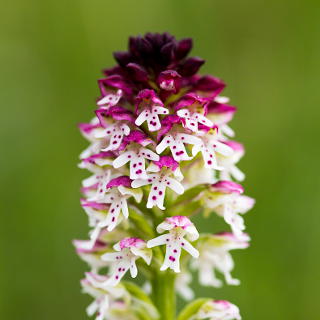 Neotinea ustulata (burnt-tip orchid) detail