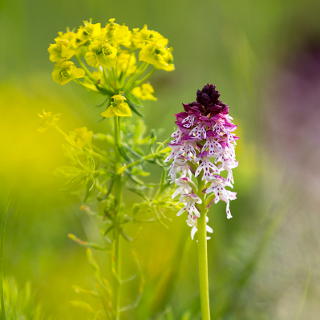 Neotinea ustulata (burnt-tip orchid) with Euphorbia cyparissias