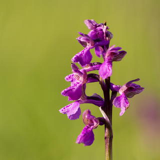 Orchis morio (green-winged orchid)