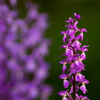 Orchis mascula (early-purple orchid)