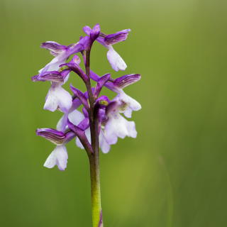 Orchis morio (green-winged orchid) white-purple