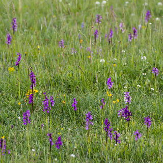 meadow with orchids (Orchis morio)