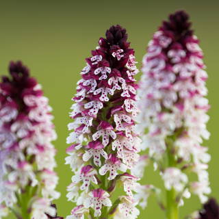 Neotinea ustulata (burnt-tip orchid)