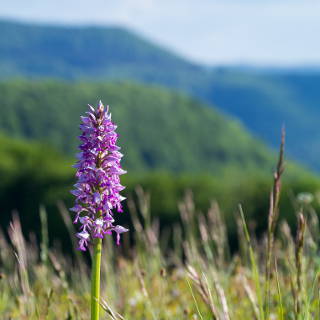 Orchis militaris (military orchid) on the Schwbische Alb