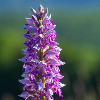Orchis militaris (military orchid) Detail