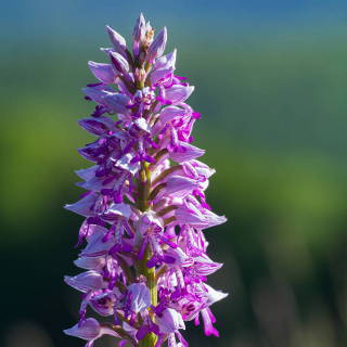 Helm-Knabenkraut (Orchis militaris)