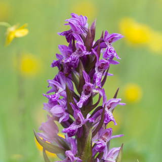 Dactylorhiza majalis (western marsh orchid) in Schnbuch forest