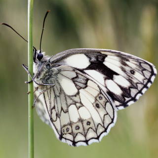 Melanargia galathea (marbled white) butterfly