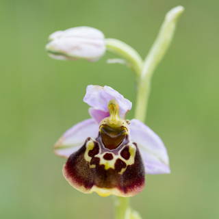 Ophrys holoserica (late spider-orchid)