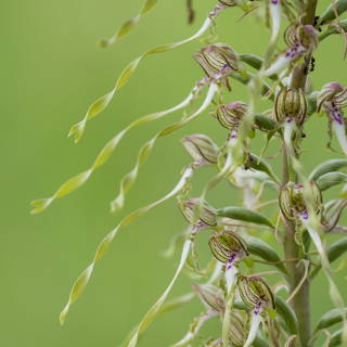 Himantoglossum hircinum (lizard orchid) macro