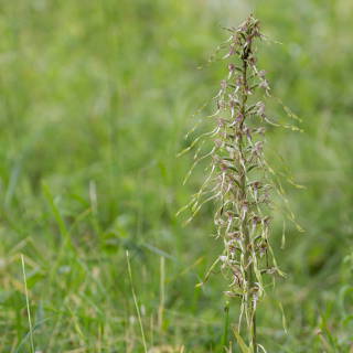 Himantoglossum hircinum (lizard orchid)