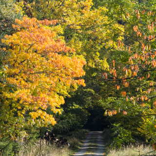 colourful autumn foliage in Schnbuch forest