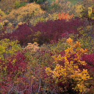 colourful shrubbery at the Southwestern edge of the Schnbuch forest in autumn