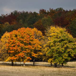 Herbstlich verfrbte Baumgruppe auf dem Rossberg (Glems)