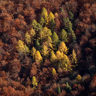 Lrchen am Albtrauf im Herbst